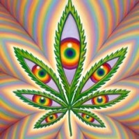 Higher Vision Cannabis Company Logo