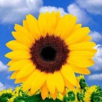 Sunflower Meadows Care Home Plus Logo