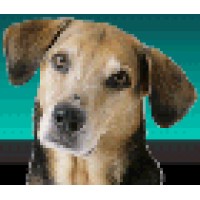 Kihei Veterinary Clinic Logo