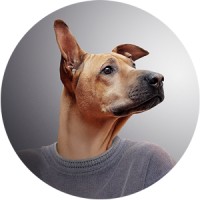 Stray Dog Design Logo