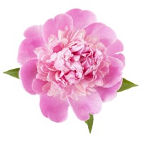 BYFOD Worldwide Flower Export Logo