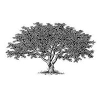 Healing Tree Family Practice Logo