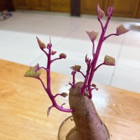 MotGiaiPhap.com Logo