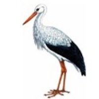 CICOGNANI Logo