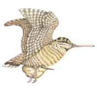 Woodcock Foundation Logo