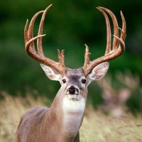 Texas Deer Association Logo