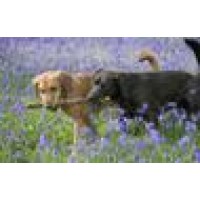 Smiley Veterinary Clinic Logo