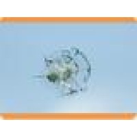 Genuine Auto Glass Logo