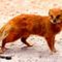 Rikki Tikki Tavi Inc Logo