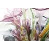 Glass Xpressions Logo