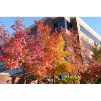 Lunsford Associates, LC Logo