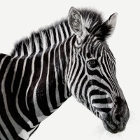 Investec Logo