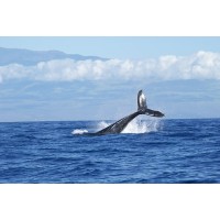 Blue Oceans LLC Logo