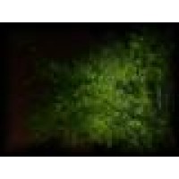 Illuminations By Greenlee Logo