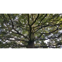 Spirit Tree Consulting Logo
