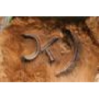Coleman Herefords Logo