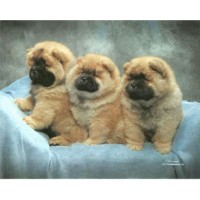Best In Show Pet Supplies Logo