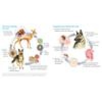 Dover Area Animal Hospital Logo