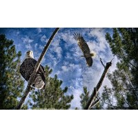 Two Eagle River School Logo