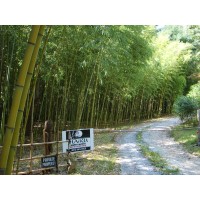 Haiku Bamboo Nursery Logo