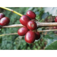 Finca Vista Hermosa Logo