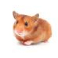 North Tollway Pet Hospital Logo