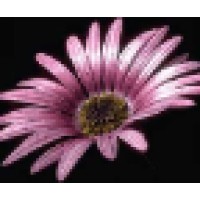 Forever Wildflowers, LLC Logo