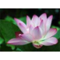 Nelson Healing Center Logo