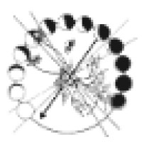 Thyme Herbal Logo