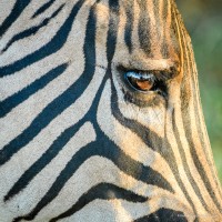 David Harrison Safaris Logo