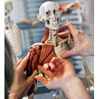 ANATOMY IN CLAY® Learning System from Zahourek Systems Inc. Logo