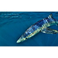 Colin Munro Photography Logo