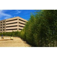 Cape May Bamboo Farms Logo