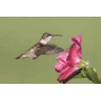 Hummingbird Home Care Logo
