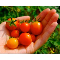 HomeHarvest LLC Logo