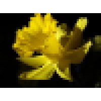 Sue Cruver Photography Logo