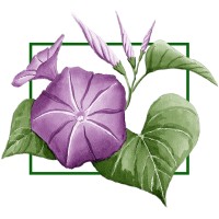 Mourning Glory Ministries Logo