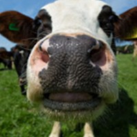 Global Animal Welfare Assurance CIC Logo