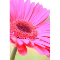 Wildflower Communications Logo