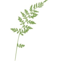 Virginia Thurston Healing Garden Cancer Support Center Logo