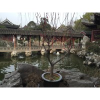 3 Treasures Acupuncture Logo