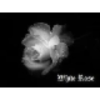 White Rose Logo