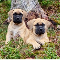 Rustic Dream Kennel Logo