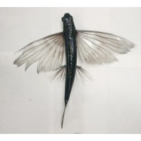 De Vlieg en De Vis Logo