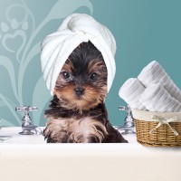 Mollys Pampered Paws LLC Logo
