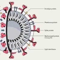 OpenCovidScreen Logo