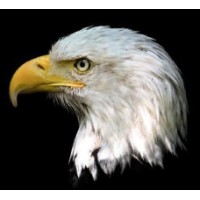 Eagle Drones Australia Logo