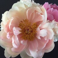 The Flower Podcast Logo