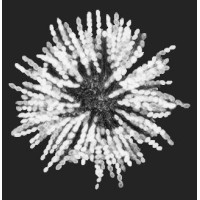 ASCUS Art & Science Logo