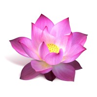 Womens InnerFitness & Wellness Center, LLC Logo